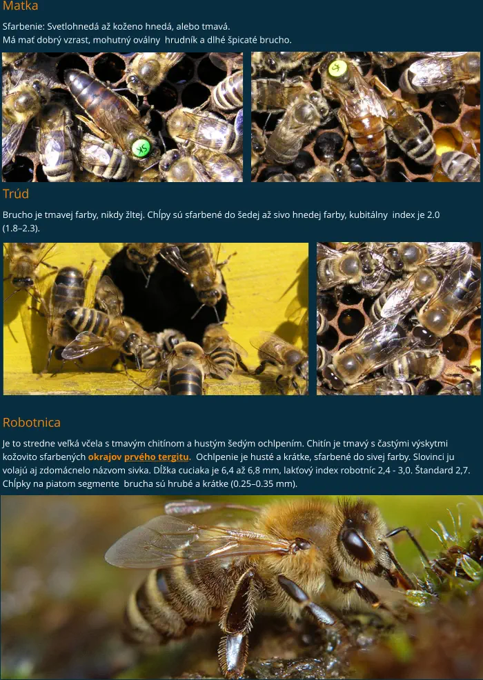 Matka Sfarbenie: Svetlohnedá až koženo hnedá, alebo tmavá. Má mať dobrý vzrast, mohutný oválny  hrudník a dlhé špicaté brucho.           Trúd Brucho je tmavej farby, nikdy žltej. Chĺpy sú sfarbené do šedej až sivo hnedej farby, kubitálny  index je 2.0 (1.8–2.3).               Robotnica Je to stredne veľká včela s tmavým chitínom a hustým šedým ochlpením. Chitín je tmavý s častými výskytmi kožovito sfarbených okrajov prvého tergitu.  Ochlpenie je husté a krátke, sfarbené do sivej farby. Slovinci ju volajú aj zdomácnelo názvom sivka. Dĺžka cuciaka je 6,4 až 6,8 mm, lakťový index robotníc 2,4 - 3,0. Štandard 2,7. Chĺpky na piatom segmente  brucha sú hrubé a krátke (0.25–0.35 mm).