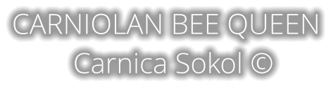 CARNIOLAN BEE QUEEN   Carnica Sokol ©